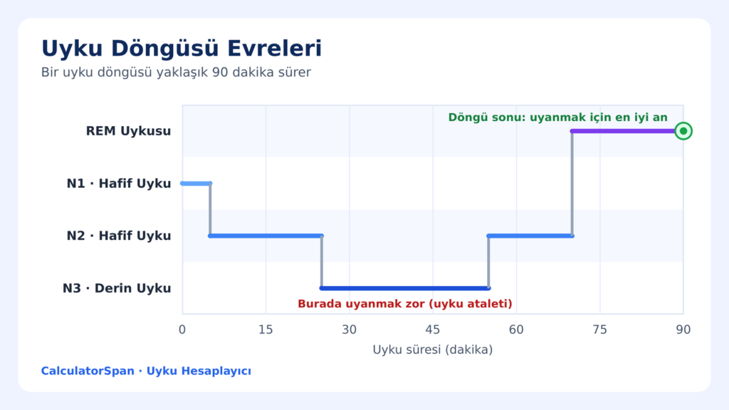 Uyku hesaplayıcının kullandığı 90 dakikalık uyku döngüsü evreleri: N1, N2, N3 derin uyku ve REM